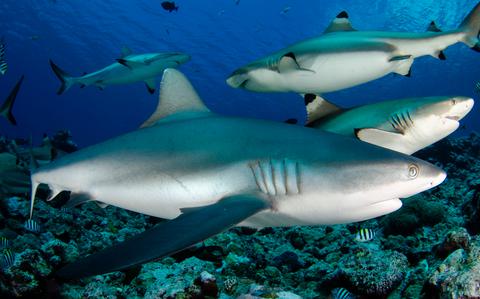 Photo Of Sustainable Diving - Palau’s role in ocean conservation