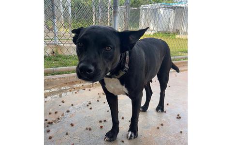 Photo Of Tani: (Black & White Pitbull Mix | 2 years old | female | up to date with vaccines)