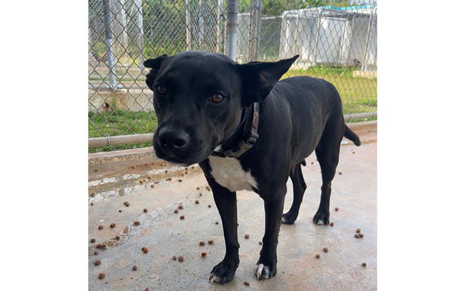 Tani: (Black & White Pitbull Mix | 2 years old | female | up to date with vaccines)