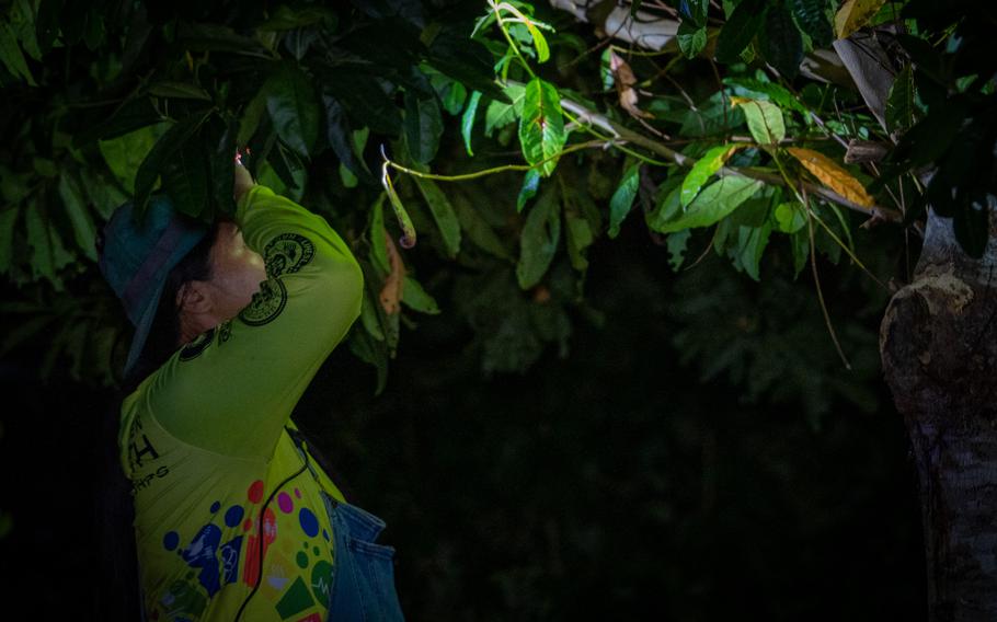 Member of G3CC season 4, Jayven Cruz, inspects a tree in hunt of the invasive brown tree snake.