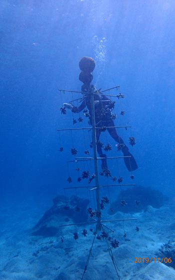Claire Moreland-Ochoa cleans a coral tree in Piti in 2019 as part of Dr. Laurie Raymundo’s coral reef nursery project to restore staghorn Acropora corals. Raymundo was recently awarded for this work by the U.S. Coral Reef Task Force.
