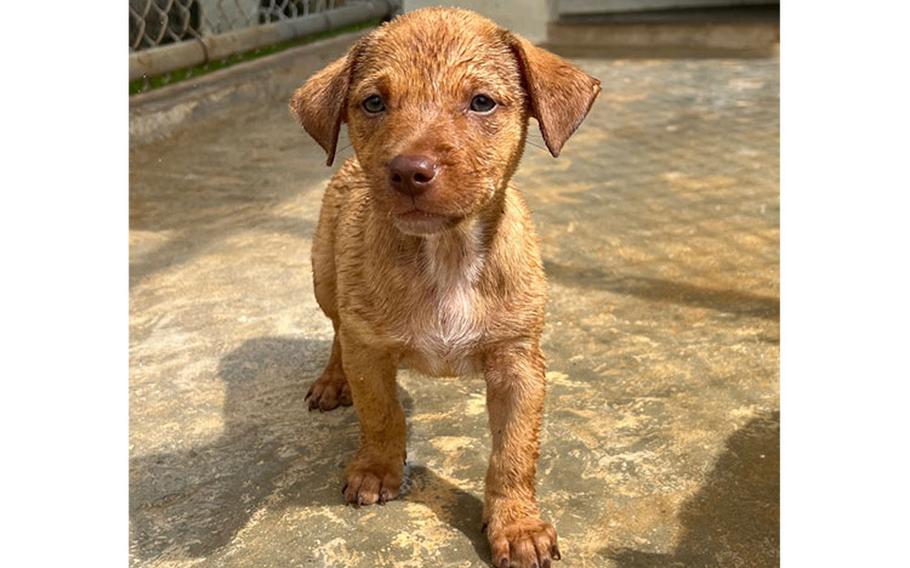 Allie: (Brown/white pup | 9 weeks old | female | up to date with vaccines | spayed | microchipped)