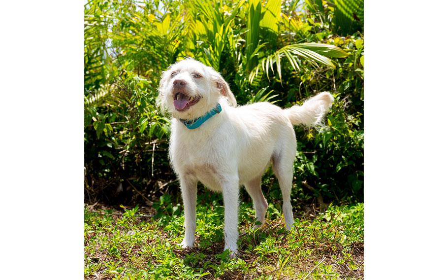 Apollo: (White terrier mix | 2 years old | male | up to date with vaccines | microchipped | neutered)