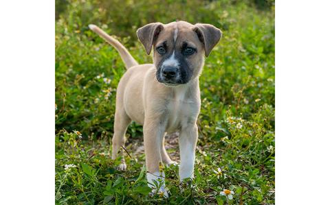 Photo Of Pompom: (Tricolor pup | 15 weeks old | male | up to date with vaccines | neutered | microchipped)