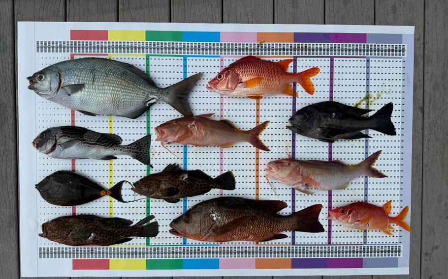 some fish on the measurement.