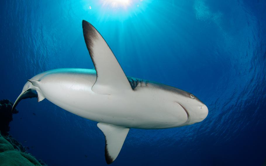 a shark swimming.