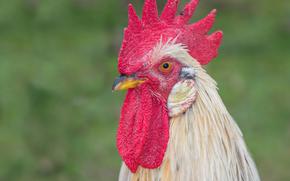 Beautiful head of a rooster in the garden.