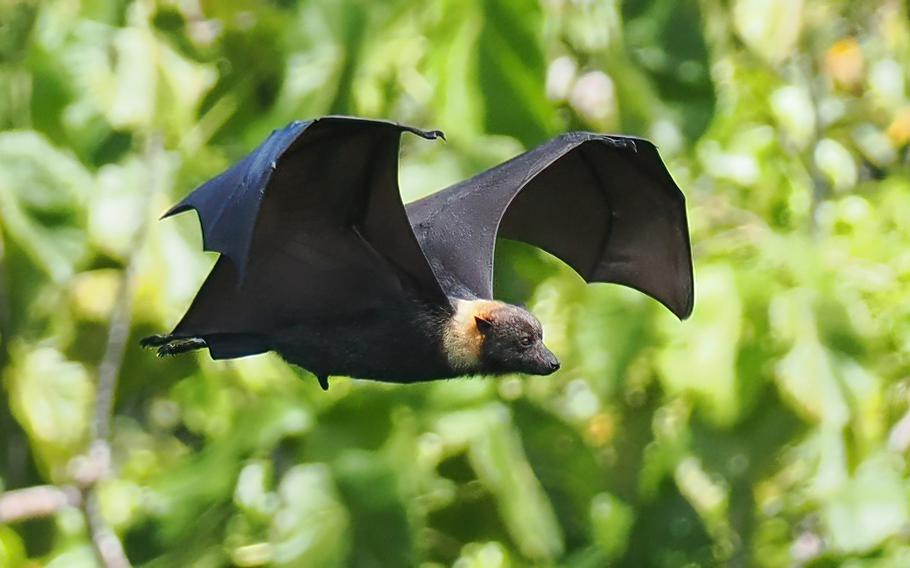 a bat is flying.