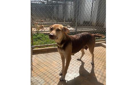 Photo Of Hazel: (Tan & Chocolate | 3 years old | male | up to date with vaccines | spayed | microchipped)