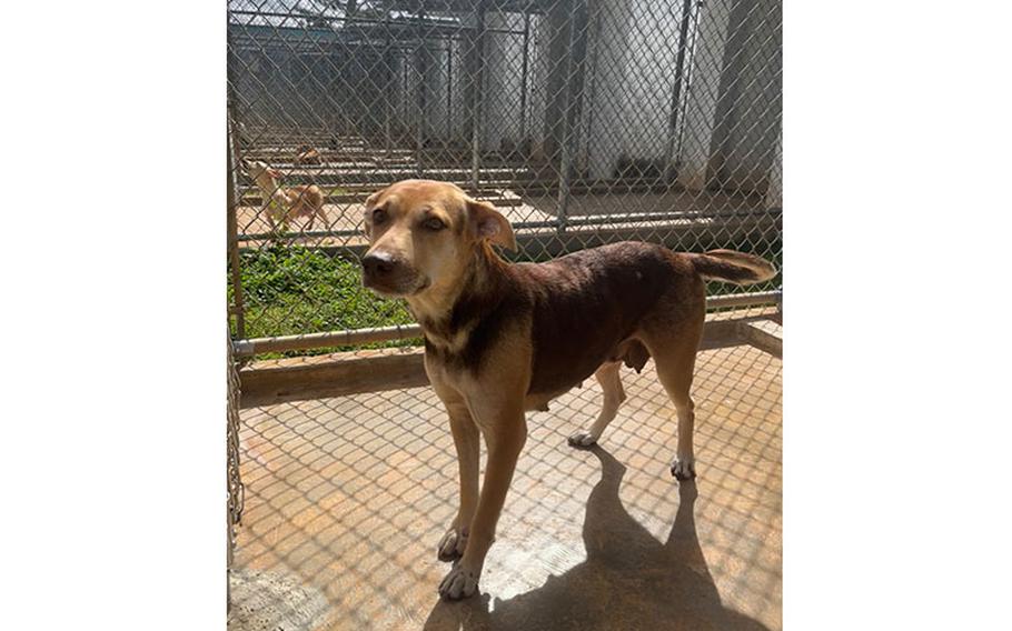 Hazel: (Tan & Chocolate | 3 years old | male | up to date with vaccines | spayed | microchipped)