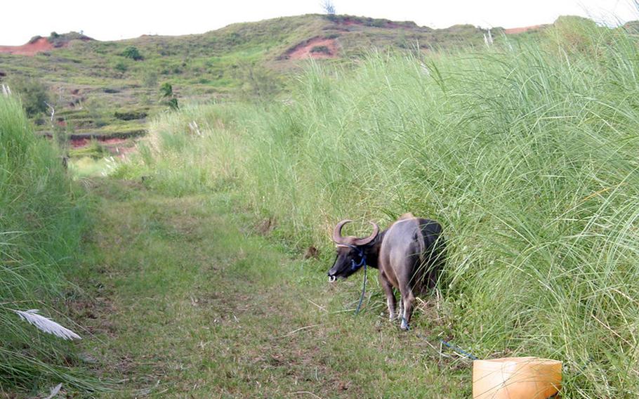 A carabao secures the entrance to an access road leading to an Apra Heights farm.