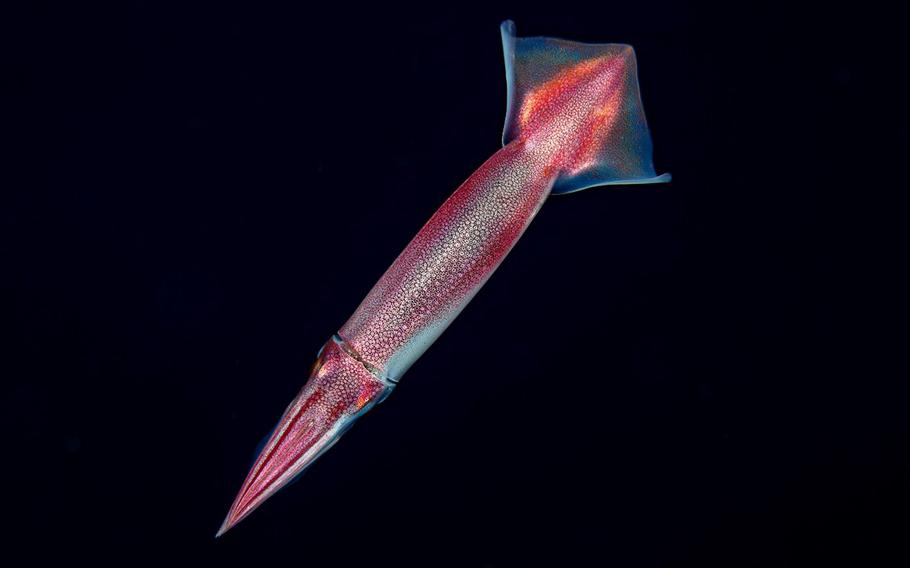 Japanese Flying Squid photographed on a Blackwater Dive in Yap.