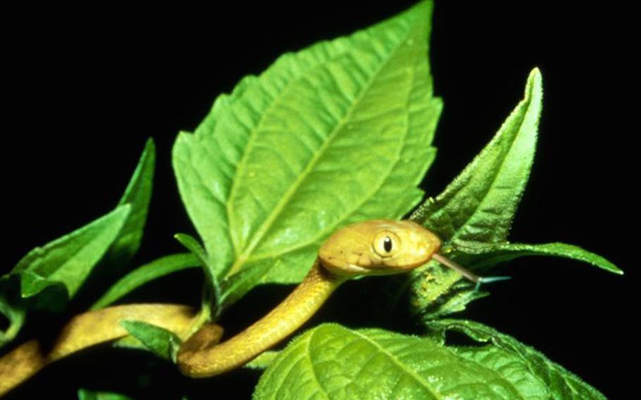 A snake moving on a tree.