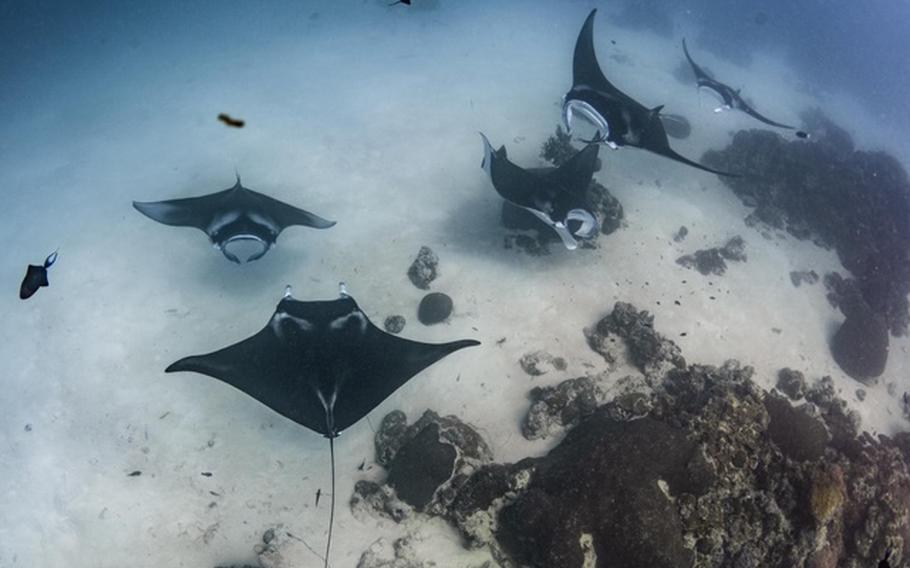 Mantas