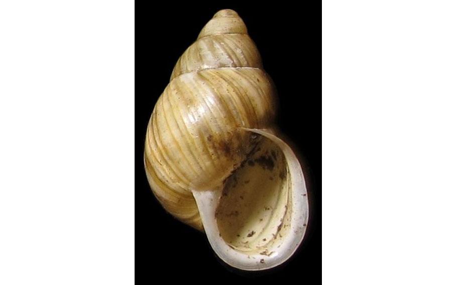 Rare Tree snail on Guam