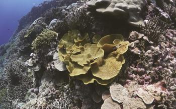 Lettuce coral in a reef off of Pingelap Atoll in Pohnpei. The coral survived despite the heat stress during the last El Niño several years ago. Scientists are interested to see if the coral will survive another heat stress expected next year.                