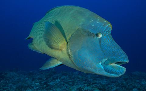 Photo Of Deep dive into Palau’s beautiful waters