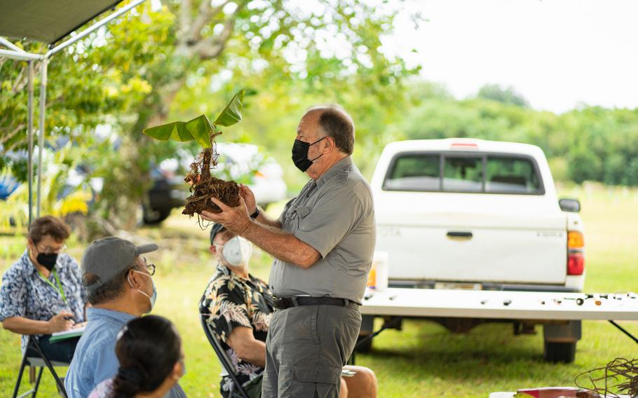 Robert F. Bevacqua instructs residents how to remove a sucker from a banana plant. a table and a car can be seen