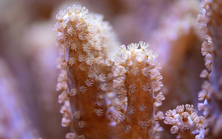 The researchers studied a soft coral species from the genus Sclerophytum, which is abundant around Guam.