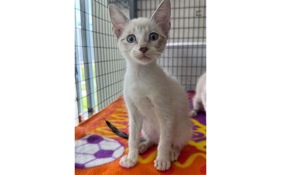 Sugar: (Cream feline | 15 weeks old | female | microchipped | up to date with vaccines | spayed)