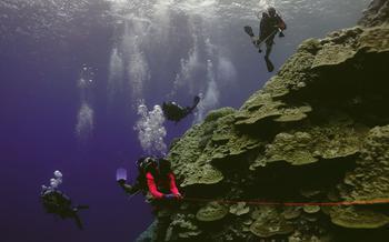 From the top, Alik William, Trenton Skilling, Bersin Elias, and Bond Segal, core members of the Micronesia Coral Reef Monitoring team, dive in an area off Pingelap Atoll in the Federated States of Micronesia as part of a research expedition involving the University of Guam, National Geographic Pristine Seas, FSM government, Micronesia Conservation Trust, Scripps Institution of Oceanography, and Waitt Institute.