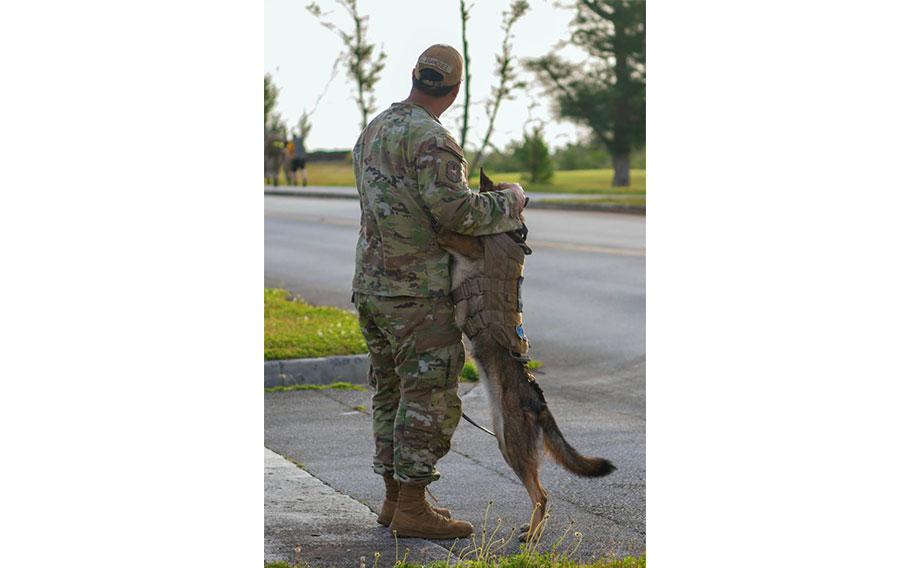 U.S. Air Force Senior Airman Brandon Franquez, 36th Security Forces Squadron K9 Unit K9 handler, and 36th SFS K9 Unit Military Working Dog Carcsi, wait to cheer on those participating in the K9 Veterans Ruck at Andersen Air Force Base, Guam, Mar. 15, 2024. The 36th SFS K9 Unit hosted a three mile ruck to honor the Military Working Dogs.