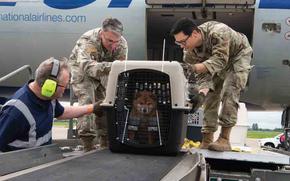 carrying a pet on flight