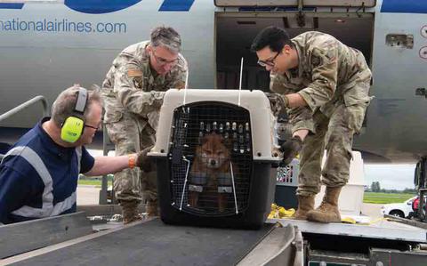 Photo Of carrying a pet on flight