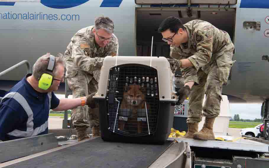 carrying a pet on flight