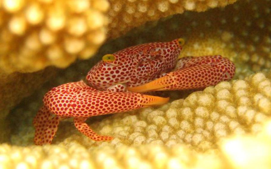 a crab on Cocos Island