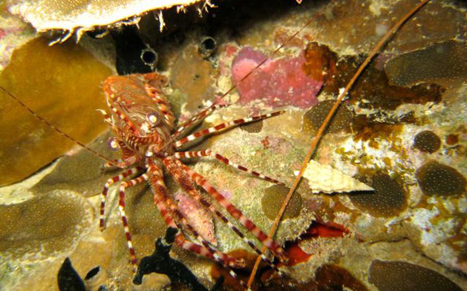 shrimp on Gab Gab Beach
