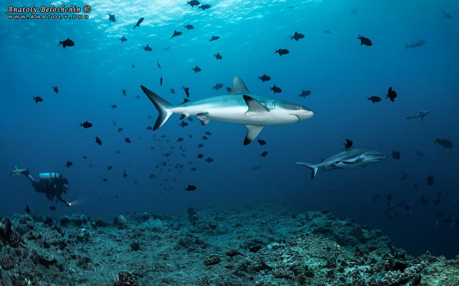 sharks swimming