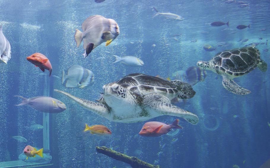 Hakone-en Aquarium