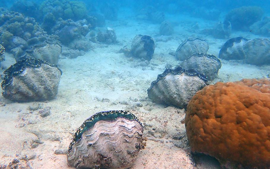 World's largest store giant clam