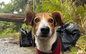 hiking with your dog