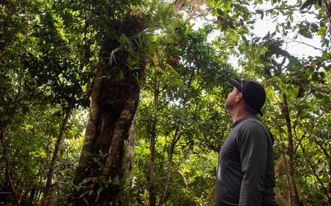 Photo Of Christopher Kane, Naval Facilities Engineering Systems Command and 36th Civil Engineer Squadron natural resources specialist, looks up at the last adult Serianthes nelsonii tree on the island at Andersen Air Force Base, Guam.