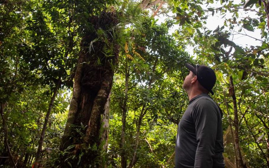 Christopher Kane, Naval Facilities Engineering Systems Command and 36th Civil Engineer Squadron natural resources specialist, looks up at the last adult Serianthes nelsonii tree on the island at Andersen Air Force Base.