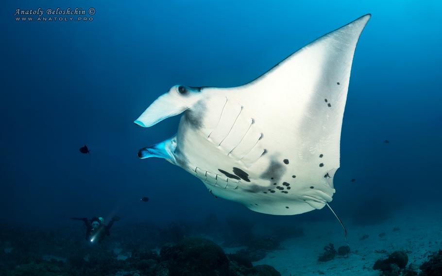 A manta ray