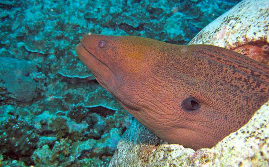 a giant eel in Gab Gab Beach sea