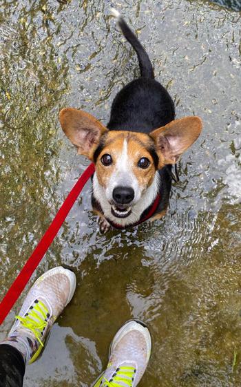 a dog looking at its owner