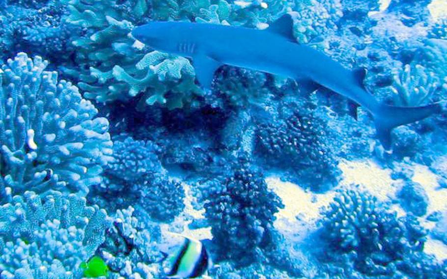 11-MILE REEF