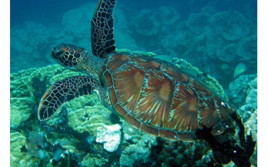 turtle in the sea