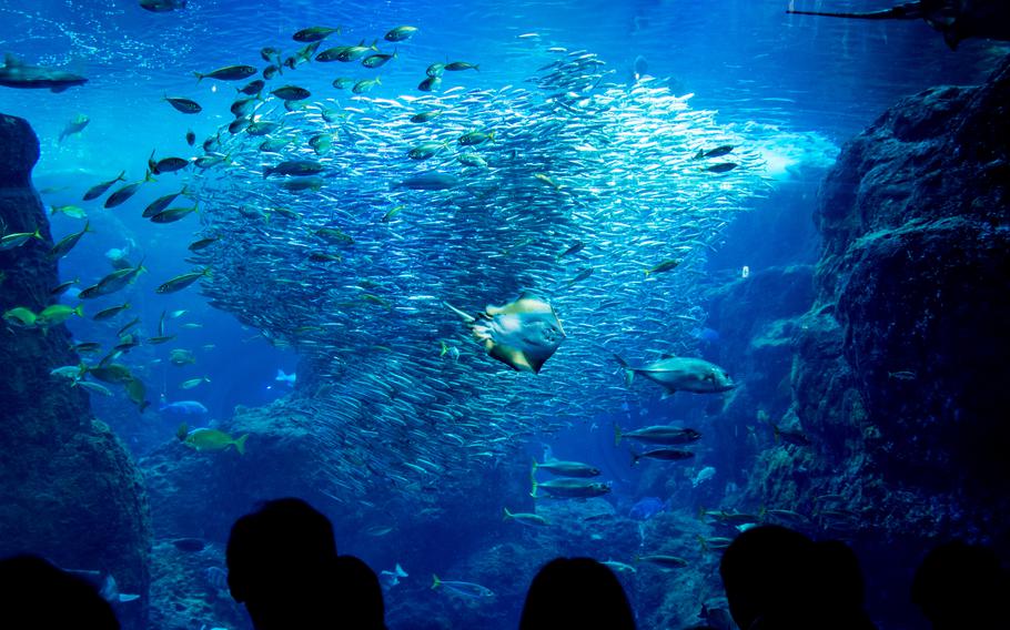 Enoshima Aquarium