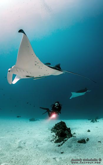 Manta rays and a diver