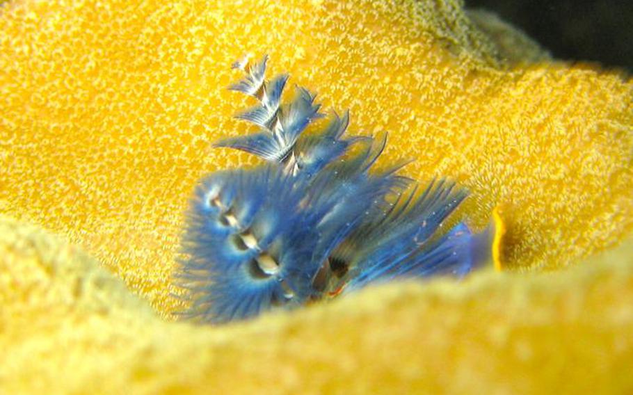 Pete’s Reef