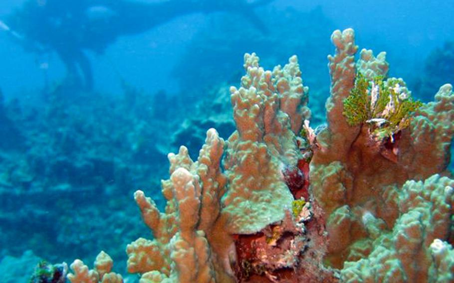 a diver and Coral Gardens