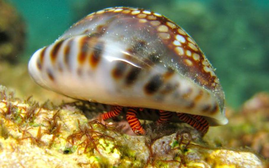 a shell on Anae Island